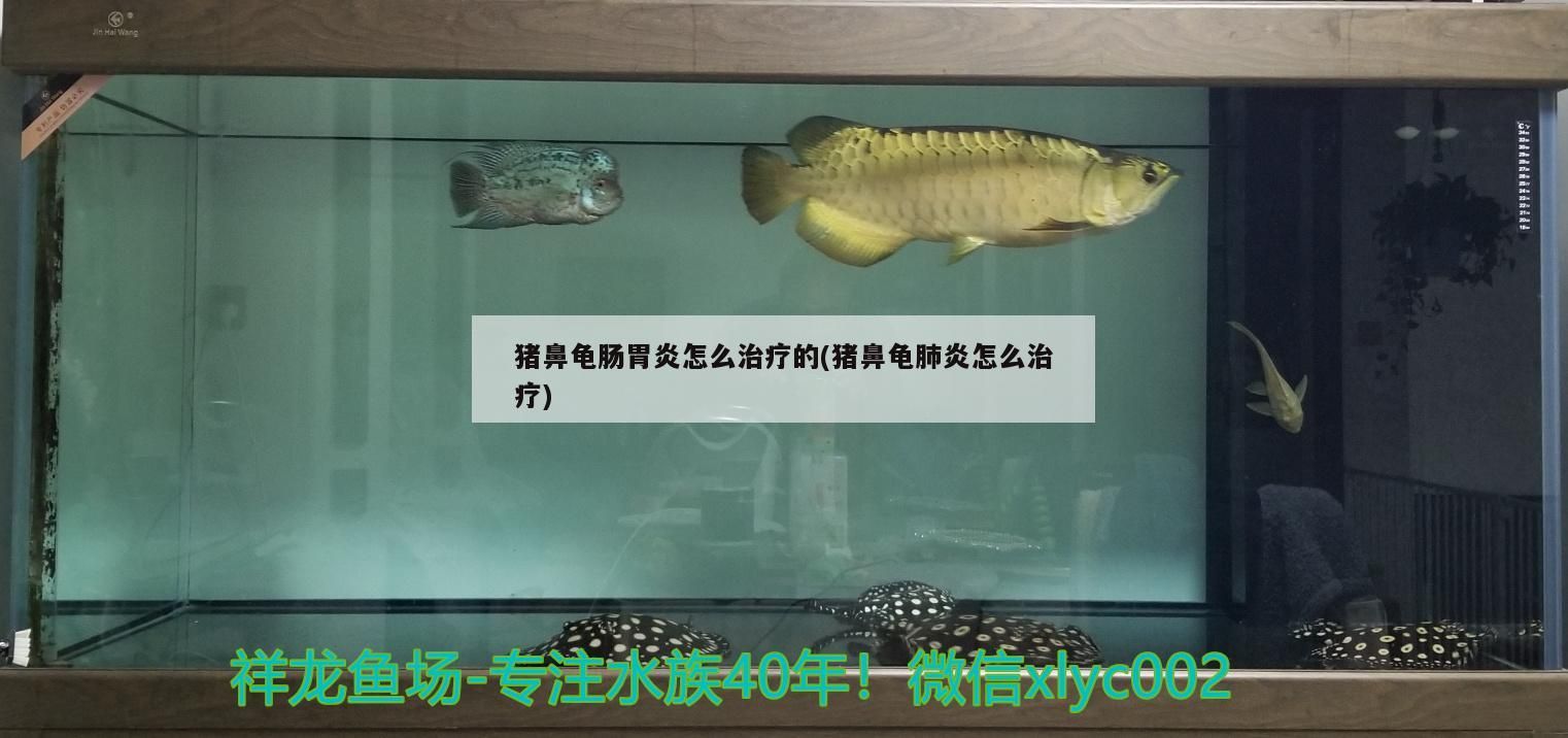 豬鼻龜腸胃炎怎么治療的(豬鼻龜肺炎怎么治療)