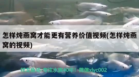 第一屆武吉美拉國際龍魚公開賽祝詞