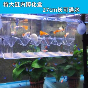 魚缸養金龍魚水溫多少度最好養活呢：探尋金龍魚養殖的水溫奧秘，魚缸中的黃金法則