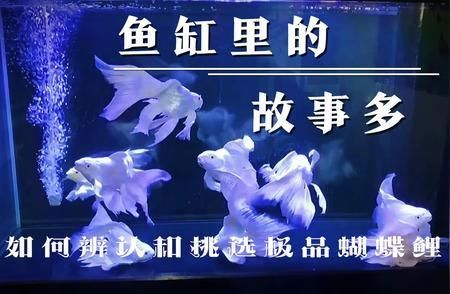 蝴蝶鯉最貴三個(gè)品種（三種高價(jià)蝴蝶鯉品種） 蝴蝶鯉最貴三個(gè)品種（三種高價(jià)蝴蝶鯉品種） 蝴蝶鯉百科 第2張
