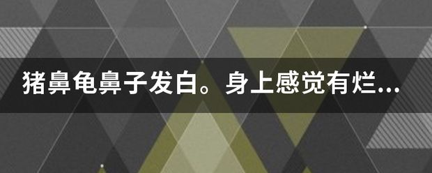 豬鼻龜身上發(fā)白怎么辦：豬鼻龜鼻子白了是怎么回事
