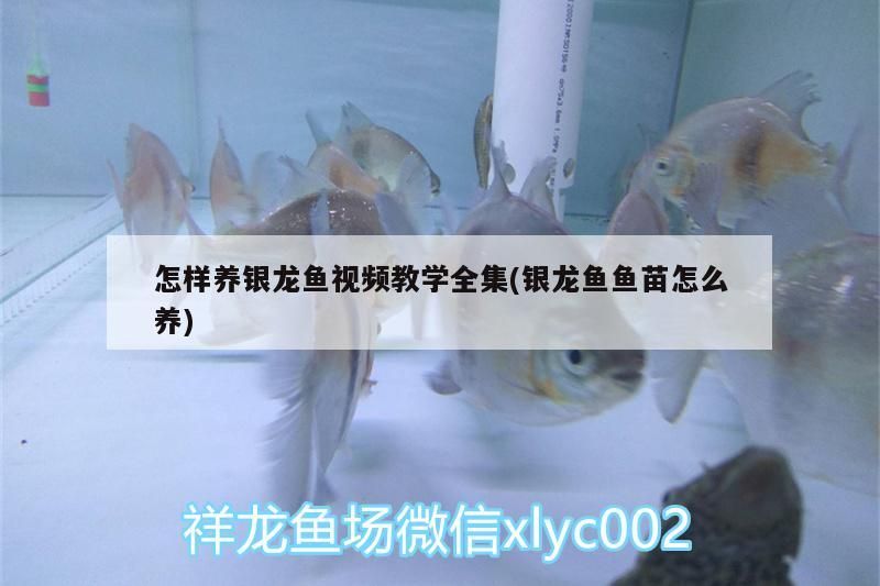 怎樣養銀龍魚視頻教學全集(銀龍魚魚苗怎么養)