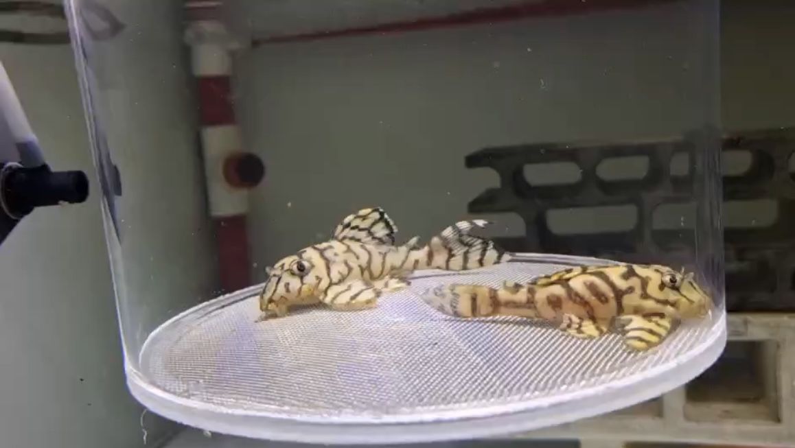 小型異形畢業