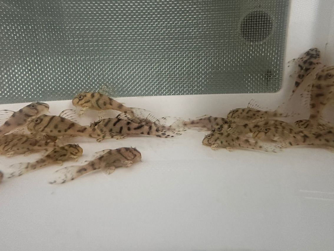 小型異形畢業