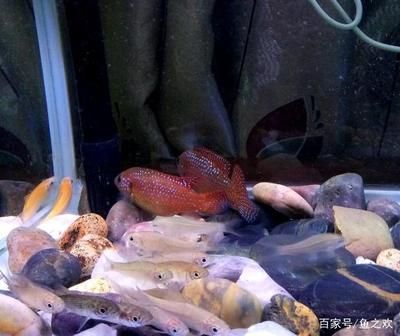 魚缸養(yǎng)金龍魚水溫多少度最好呢圖片大全：探尋金龍魚生長的水溫奧秘，魚缸中的黃金溫度密碼
