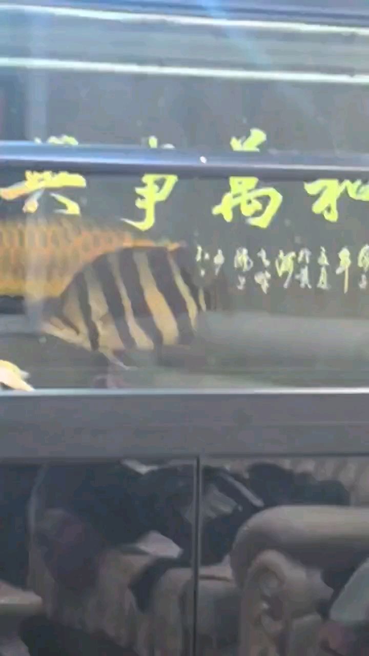 什么時候就不打了 什么時候就不打了 龍魚論壇