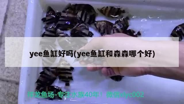 yee魚缸好嗎(yee魚缸和森森哪個好)
