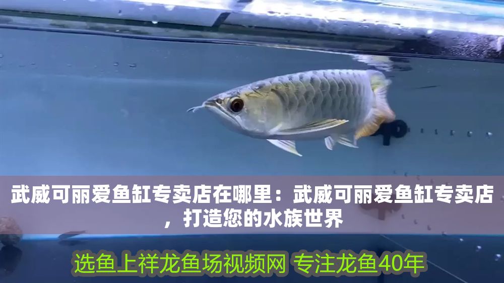 武威可麗愛魚缸專賣店在哪里：武威可麗愛魚缸專賣店，打造您的水族世界