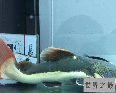 黃金貓魚適宜水溫范圍（黃金貓魚最佳飼養環境，如何預防黃金貓魚疾病）