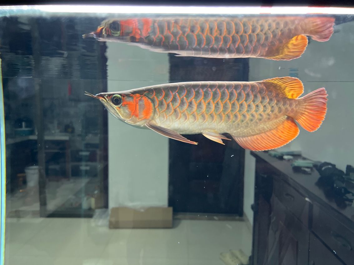 入缸第19天