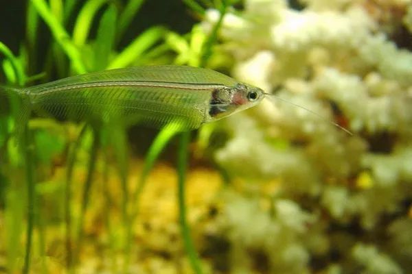 黃金貓魚適宜水溫范圍（黃金貓魚最佳飼養環境，如何預防黃金貓魚疾病）