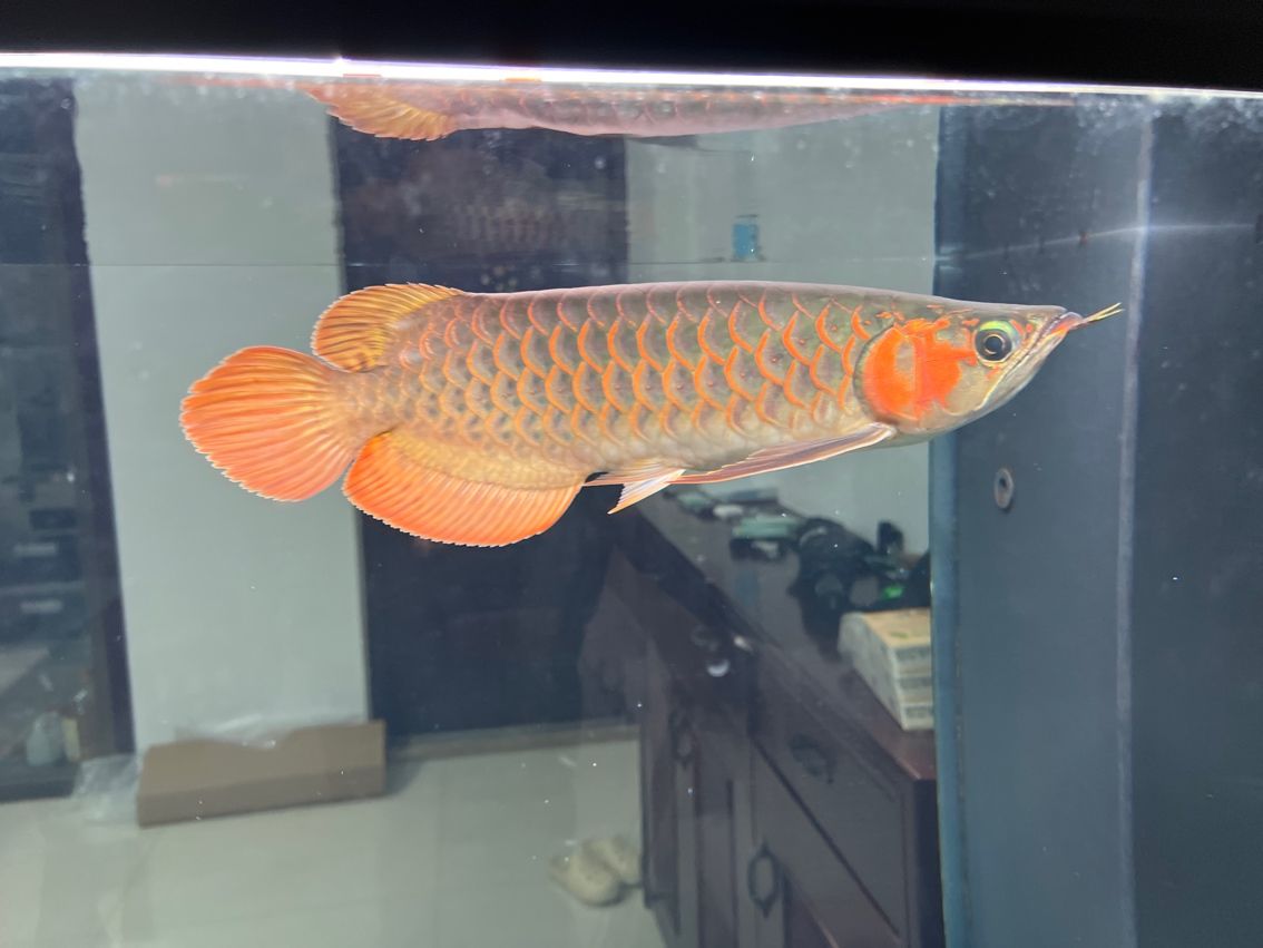 入缸第19天