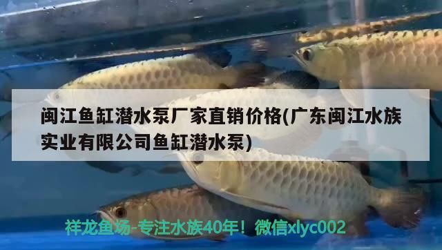 閩江魚缸潛水泵廠家直銷價格(廣東閩江水族實業有限公司魚缸潛水泵)