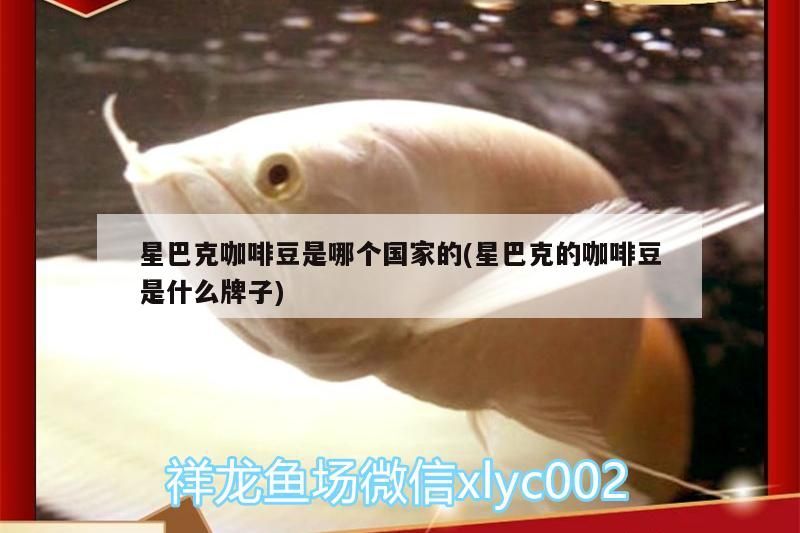 星巴克咖啡豆是哪個國家的(星巴克的咖啡豆是什么牌子)