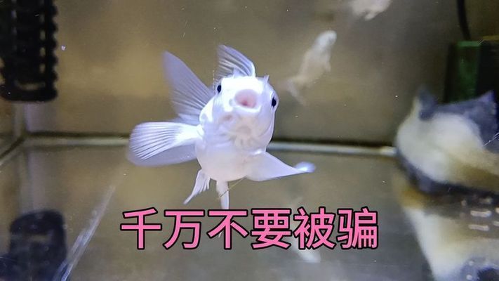 蝴蝶鯉短身和球體哪個好（關于蝴蝶鯉短身和球體的選擇）