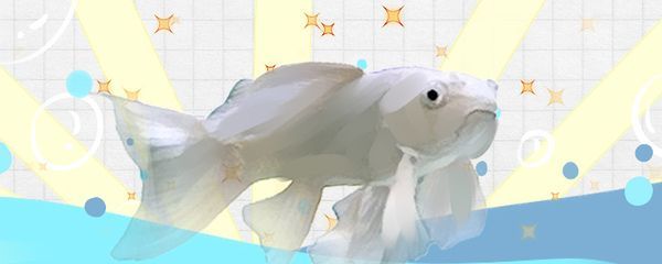 蝴蝶鯉魚尾巴充血怎么治療（蝴蝶鯉魚尾巴充血問題需根據(jù)具體原因采取針對性措施）