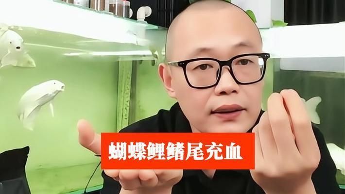蝴蝶鯉魚尾巴充血怎么治療（蝴蝶鯉魚尾巴充血問題需根據(jù)具體原因采取針對性措施）