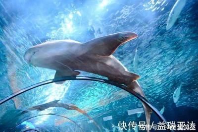 觀賞魚鯊魚怎么飼養（觀賞魚與寵物鯊的區別） 觀賞魚鯊魚怎么飼養（觀賞魚與寵物鯊的區別） 新加坡三巴旺 第3張