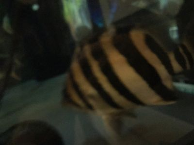 印尼虎魚一直趴著是不是要死了呀視頻：印尼虎魚一直趴在底部可能是身體不適