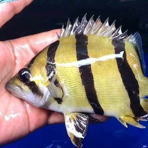 印尼虎魚一直趴著是不是要死了呀視頻：印尼虎魚一直趴在底部可能是身體不適