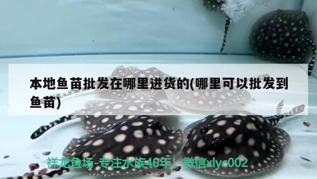 本地魚(yú)苗批發(fā)在哪里進(jìn)貨的(哪里可以批發(fā)到魚(yú)苗)