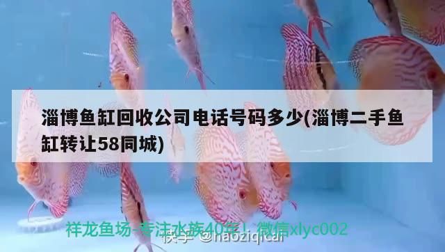 淄博魚缸回收公司電話號(hào)碼多少(淄博二手魚缸轉(zhuǎn)讓58同城)