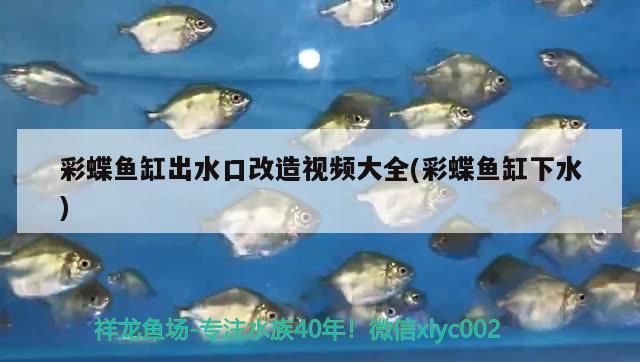 贛州魚缸訂做店地址在哪里?。ㄚM州魚缸訂做店地址在哪里啊最近）