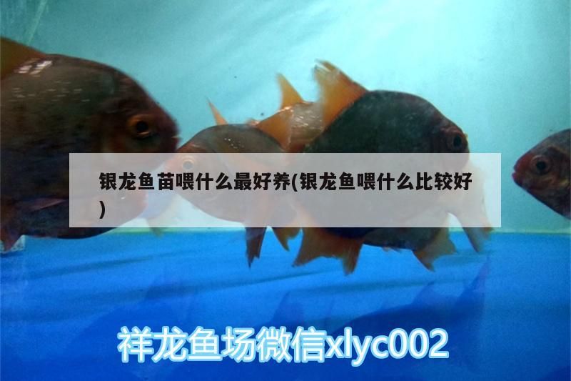 魚缸用增氧泵價格是多少:魚缸增氧機-xtrac增氧機-xtrac增氧機 銀龍魚苗喂什么最好養(yǎng)(銀龍魚喂什么比較好) 銀龍魚百科 銀龍魚苗喂什么最好養(yǎng)(銀龍魚喂什么比較好) 銀龍魚苗喂什么最好養(yǎng)(銀龍魚喂什么比較好) 銀龍魚百科