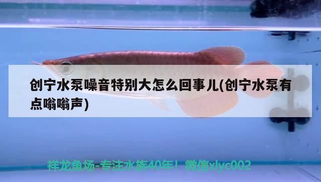 創寧水泵噪音特別大怎么回事兒(創寧水泵有點嗡嗡聲)