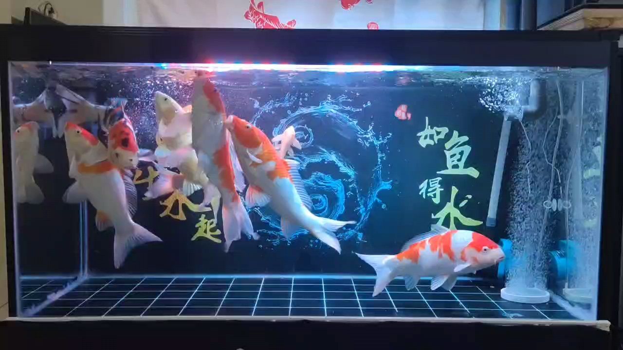 喂豬嘍