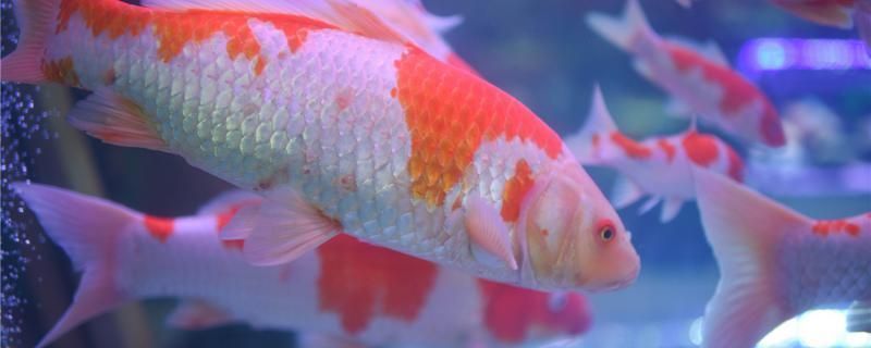 龍魚白毛病怎么治療vs祥龍魚場：祥龍魚白毛病治療金龍魚白毛病的治療方法及治療方法