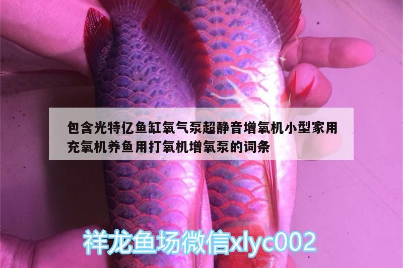 包含光特億魚缸氧氣泵超靜音增氧機小型家用充氧機養魚用打氧機增氧泵的詞條