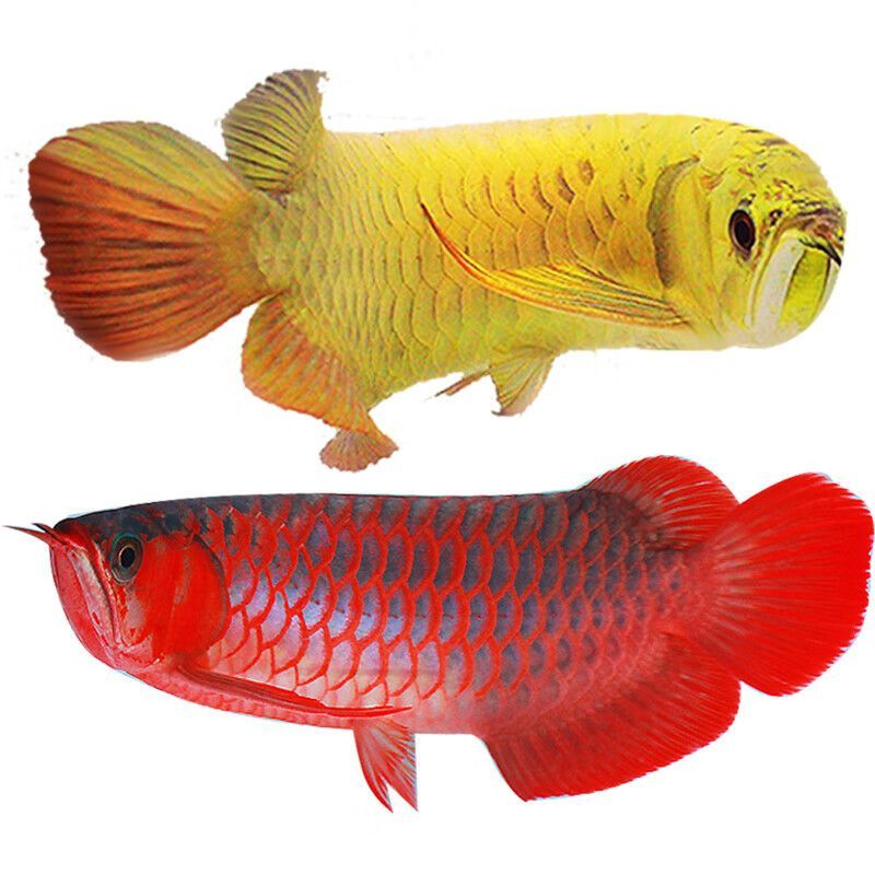 紅龍魚和藍龍魚哪個好：紅龍魚和藍龍魚哪個更適合你