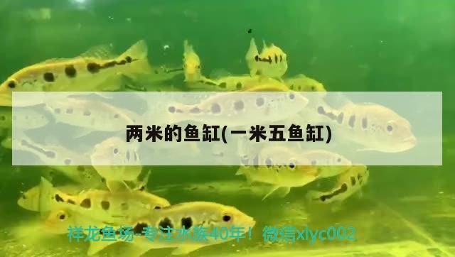 兩米的魚缸(一米五魚缸)