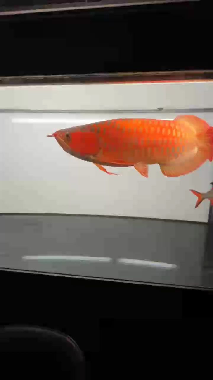 太紅也是罪 龍魚論壇 第1張 太紅也是罪 太紅也是罪 龍魚論壇 第1張
