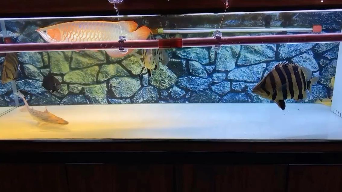 昆明市五華區(qū)瀟柒觀賞魚店
