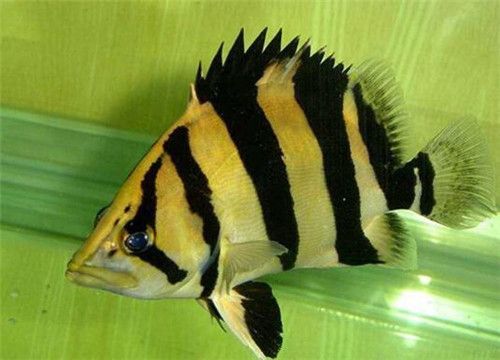 泰國虎魚常見疾病預防，如何正確給泰國虎魚用藥