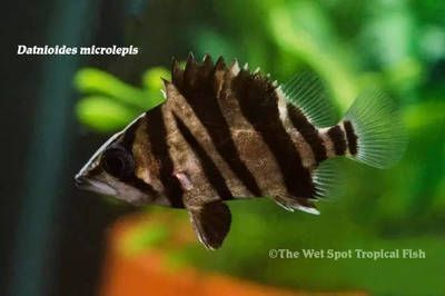 泰國虎魚常見疾病預防，如何正確給泰國虎魚用藥
