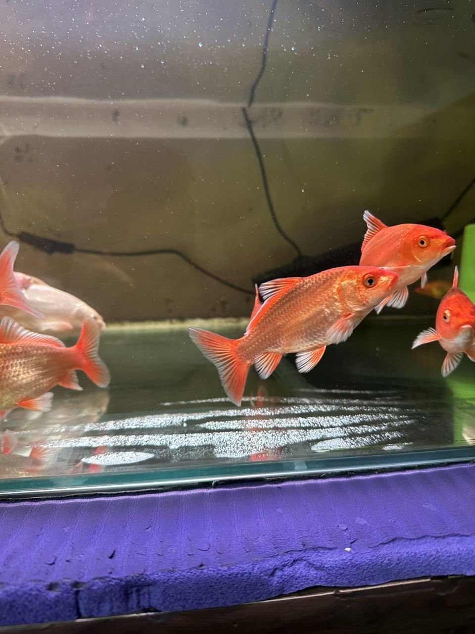 紅色普身