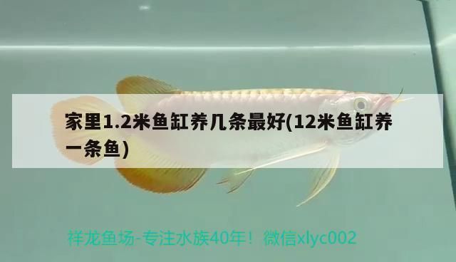 家里1.2米魚(yú)缸養(yǎng)幾條最好(12米魚(yú)缸養(yǎng)一條魚(yú))