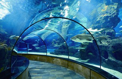 開個水族館風險大不大（開設水族館的風險）