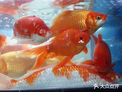 觀賞魚是什么味道（觀賞魚與食用魚的區別） 觀賞魚是什么味道（觀賞魚與食用魚的區別） 仟湖 第3張