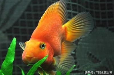 觀賞魚是什么味道(觀賞魚與食用魚的區別) 仟湖 第1張 觀賞魚是什么味道(觀賞魚與食用魚的區別) 觀賞魚是什么味道(觀賞魚與食用魚的區別) 仟湖 第1張