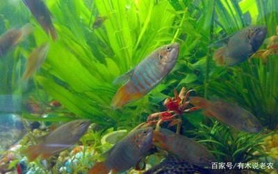 觀賞魚是什么味道(觀賞魚與食用魚的區別) 仟湖 第4張 觀賞魚是什么味道(觀賞魚與食用魚的區別) 觀賞魚是什么味道(觀賞魚與食用魚的區別) 仟湖 第4張
