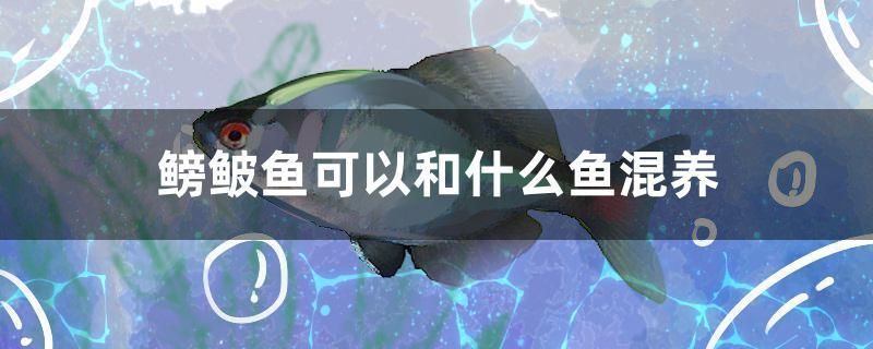 鳑鲏魚可以和什么魚混養(yǎng)