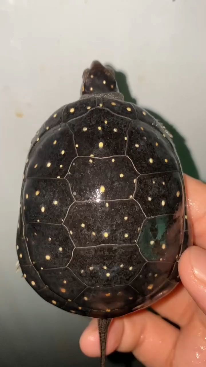 寵物龜滿天星星點紅肉星點公 78克 售8000