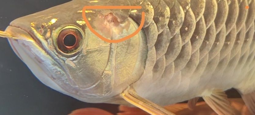 求助龍魚頭洞爛鰓