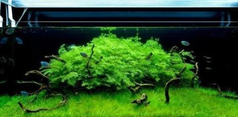 魚叫聲的寓意和象征，自然之聲中的神秘啟示