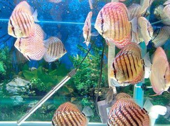 60魚(yú)缸能養(yǎng)七彩神仙魚(yú)嗎：七彩神仙魚(yú)的飼養(yǎng)技巧 60魚(yú)缸能養(yǎng)七彩神仙魚(yú)嗎：七彩神仙魚(yú)的飼養(yǎng)技巧 魚(yú)缸百科
