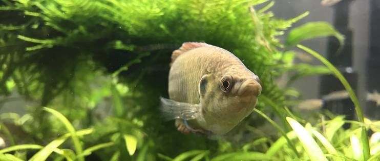 「魚」躍龍門財源廣，盤點10個吉利又聚財的魚名與文化寓意